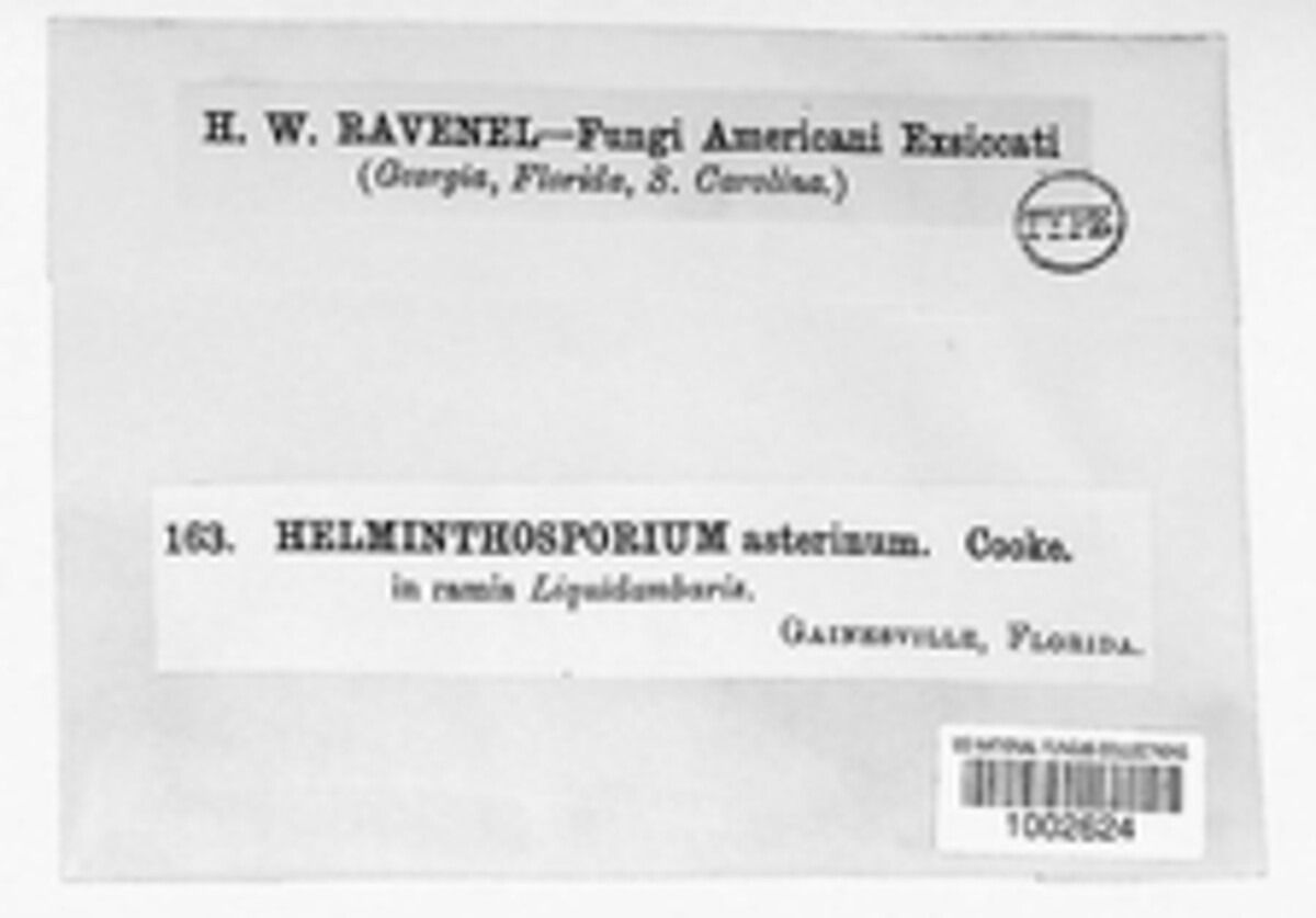 Helminthosporium asterinum image